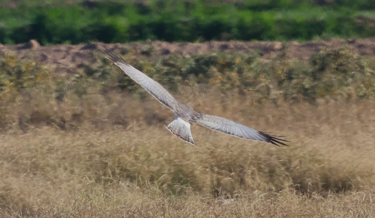 זרון אמריקני - ML646880689