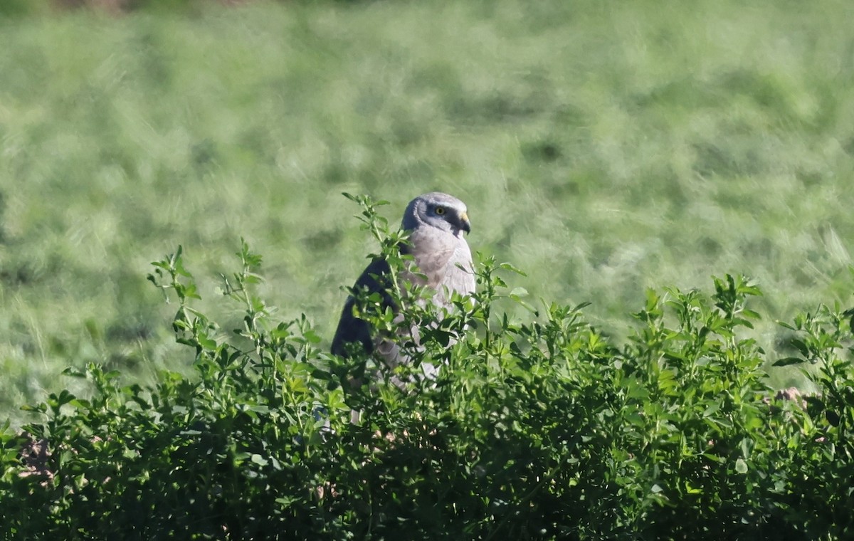 זרון אמריקני - ML646880690