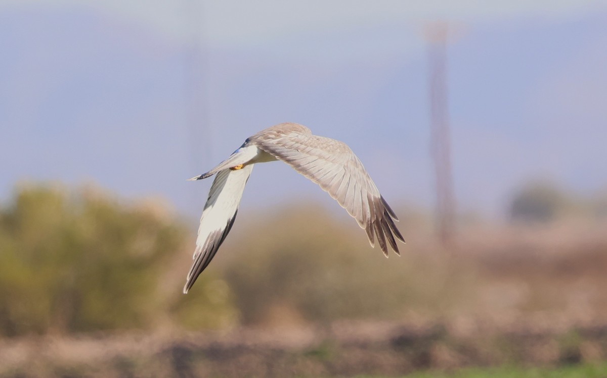 זרון אמריקני - ML646880691