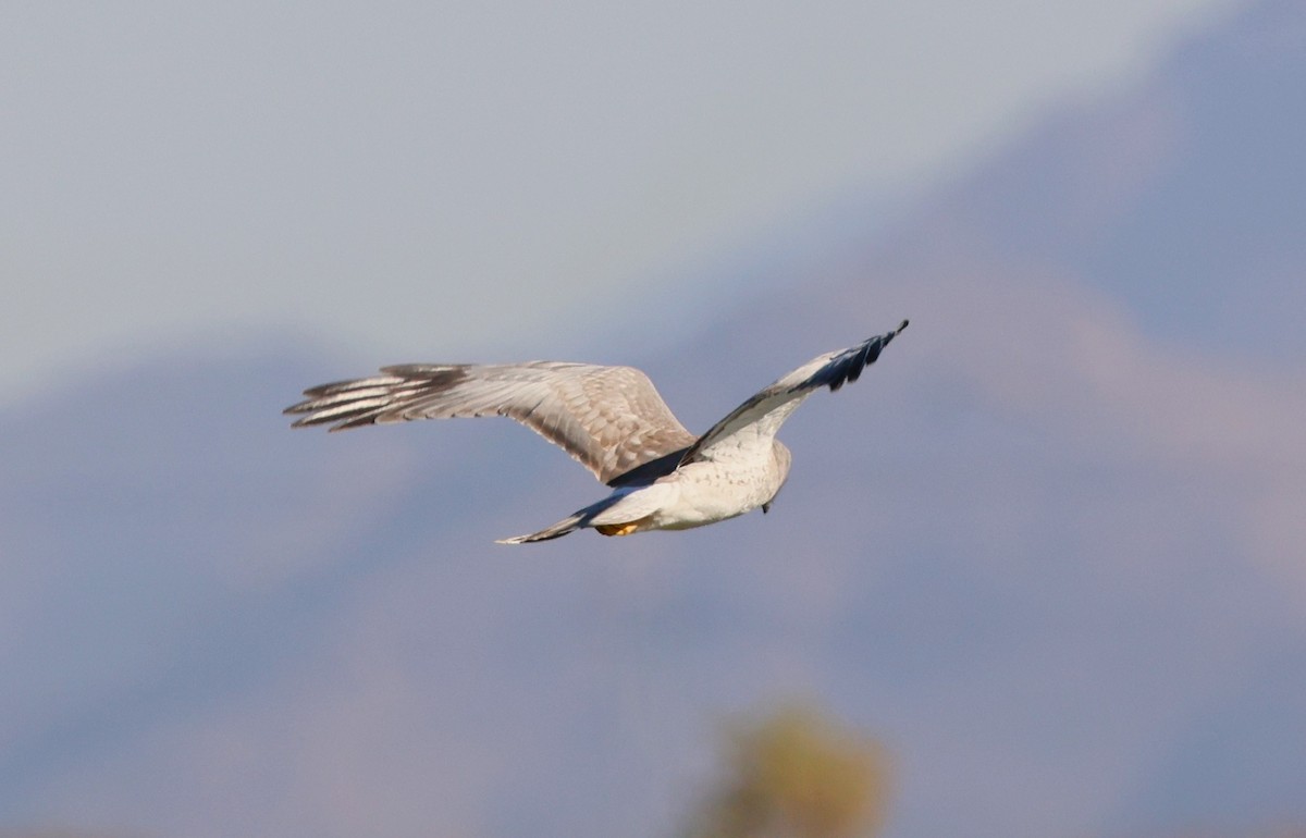זרון אמריקני - ML646880692