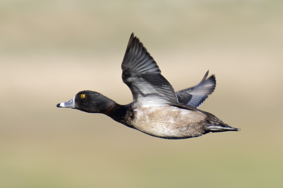 クビワキンクロ - ML646880694