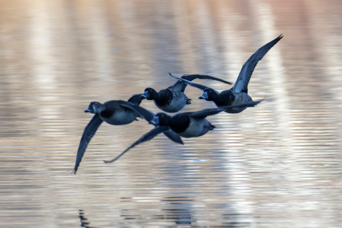 クビワキンクロ - ML646880695