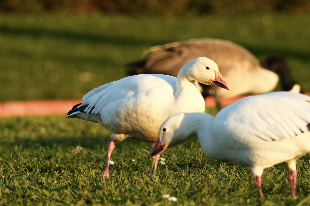 ハクガン - ML646880698