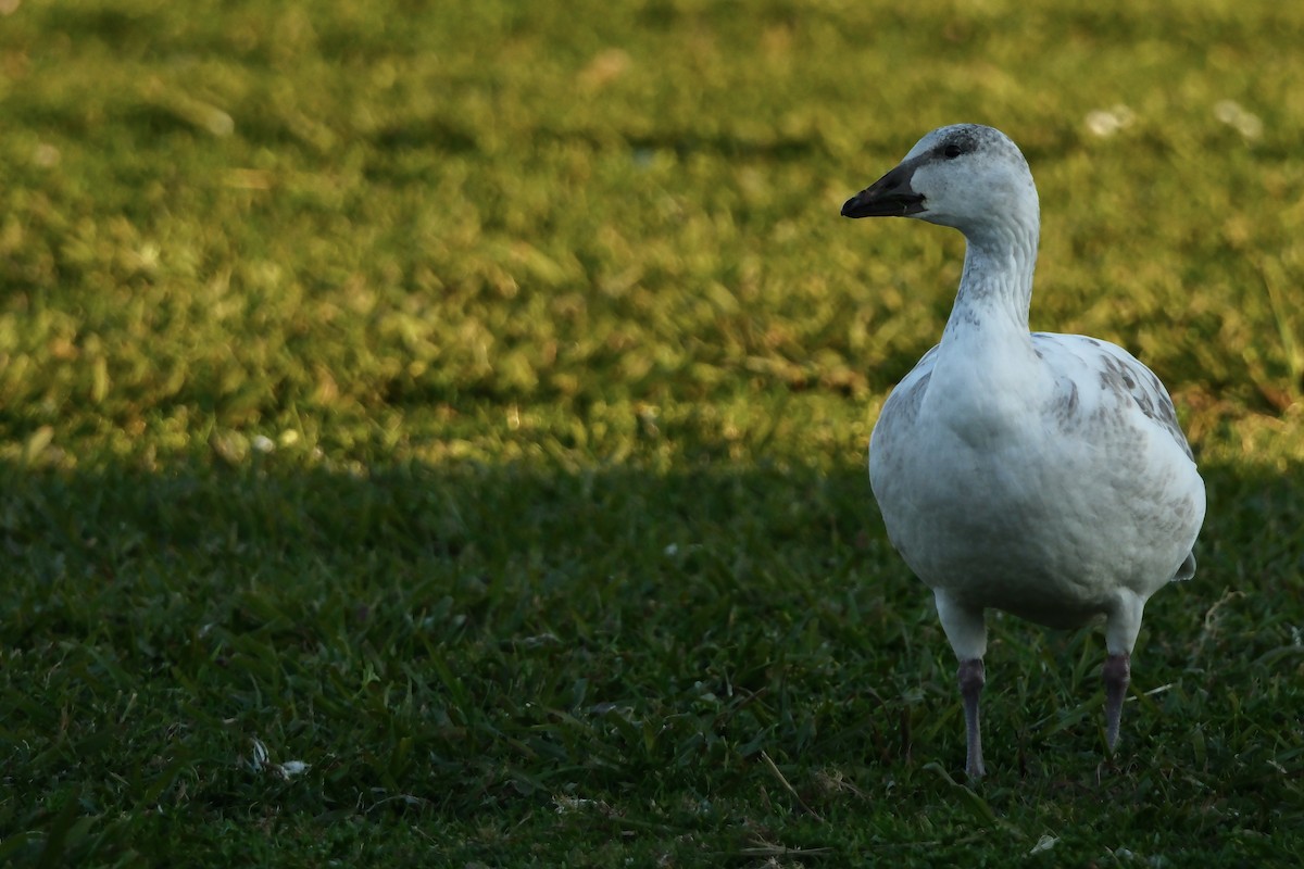 ハクガン - ML646880699