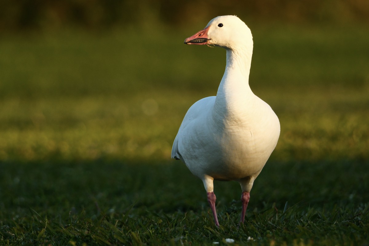 ハクガン - ML646880701