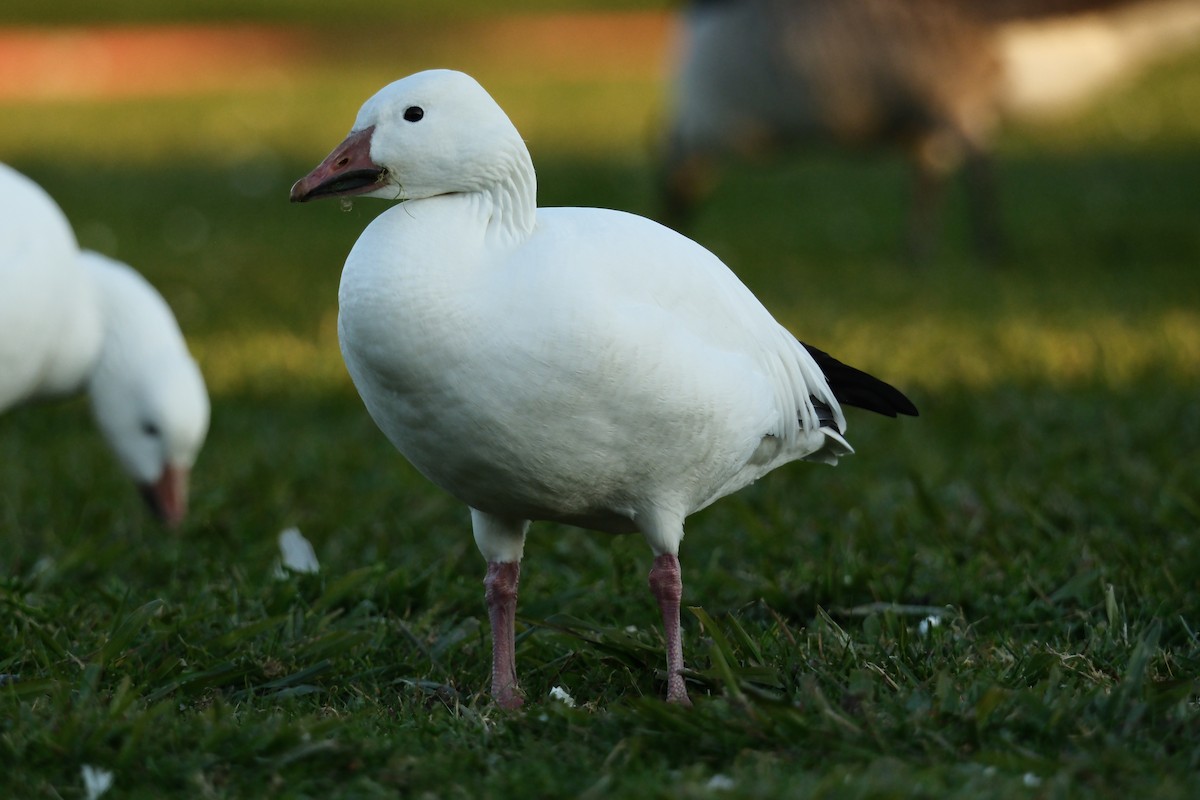 ハクガン - ML646880702