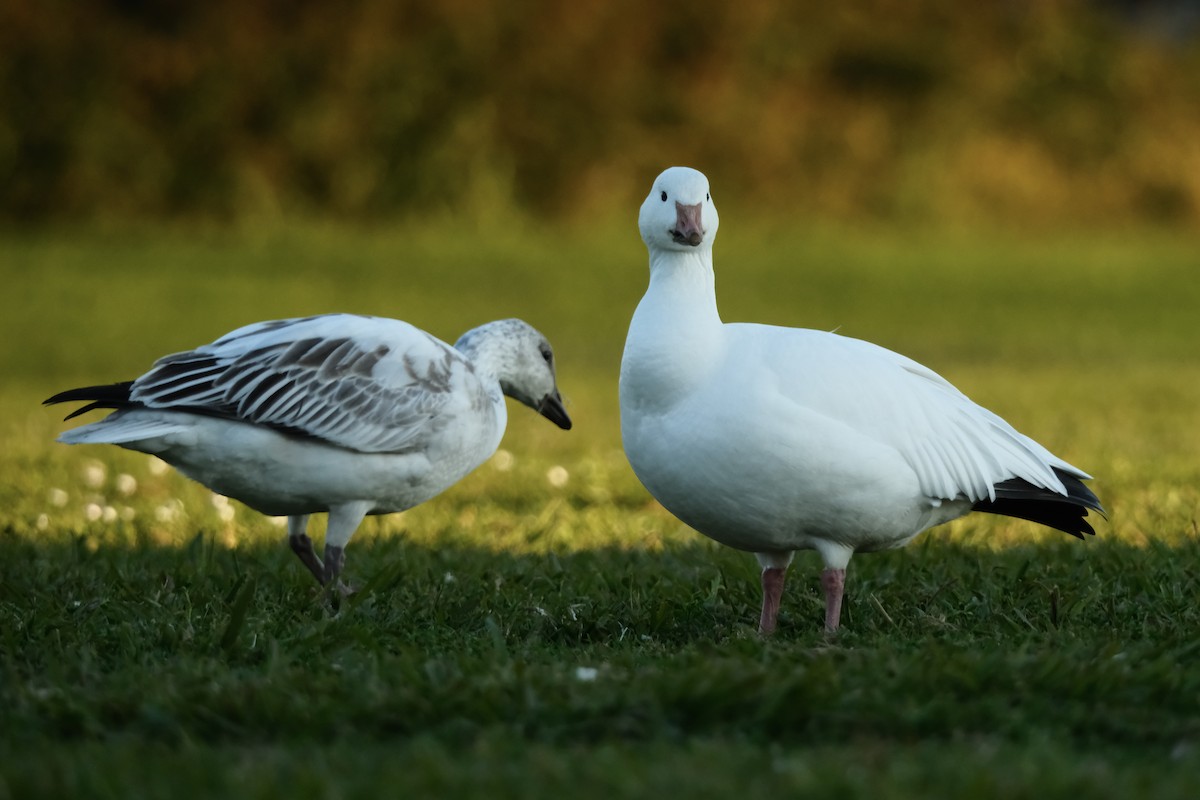 ハクガン - ML646880703