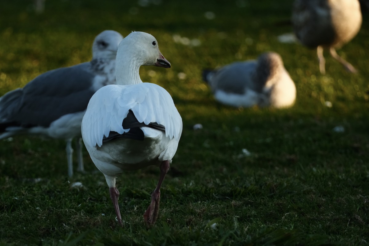 ハクガン - ML646880704