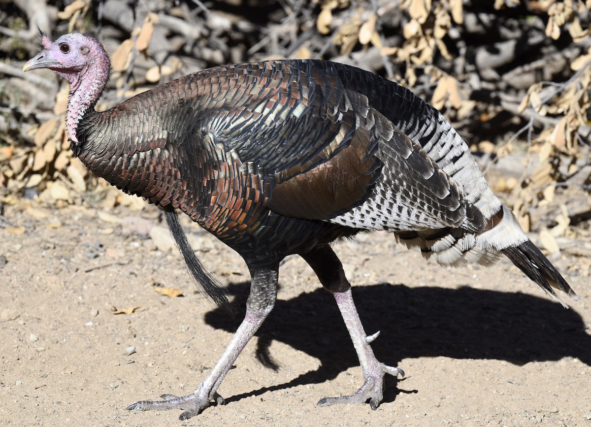 Guajolote Gallipavo - ML646880705