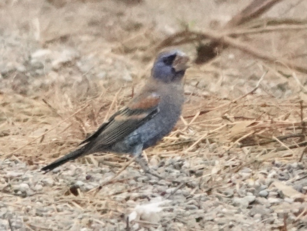 Mavi Çinte - ML646880706