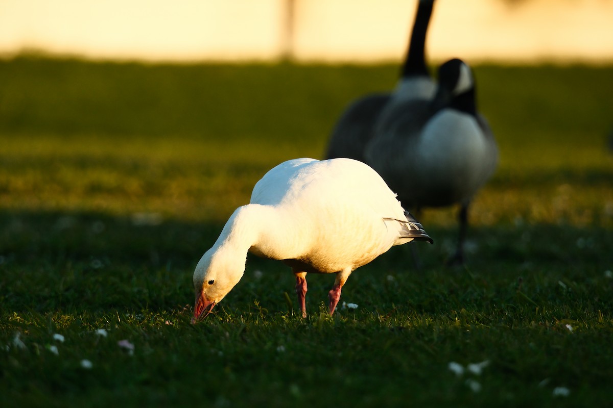 ハクガン - ML646880707