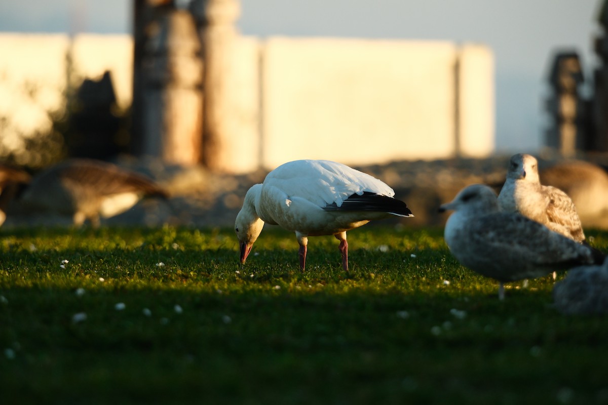 ハクガン - ML646880708