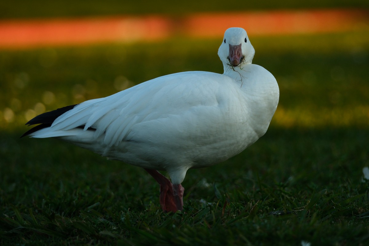 ハクガン - ML646880709