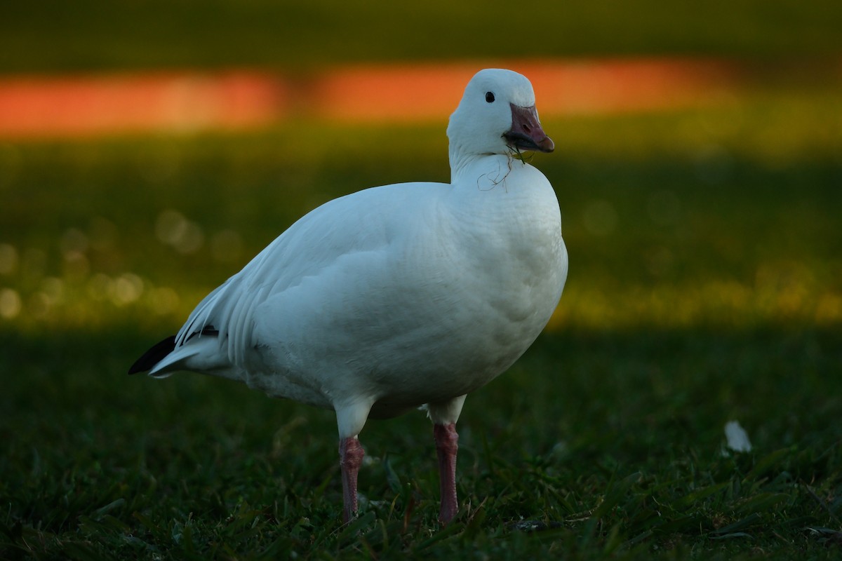 ハクガン - ML646880710