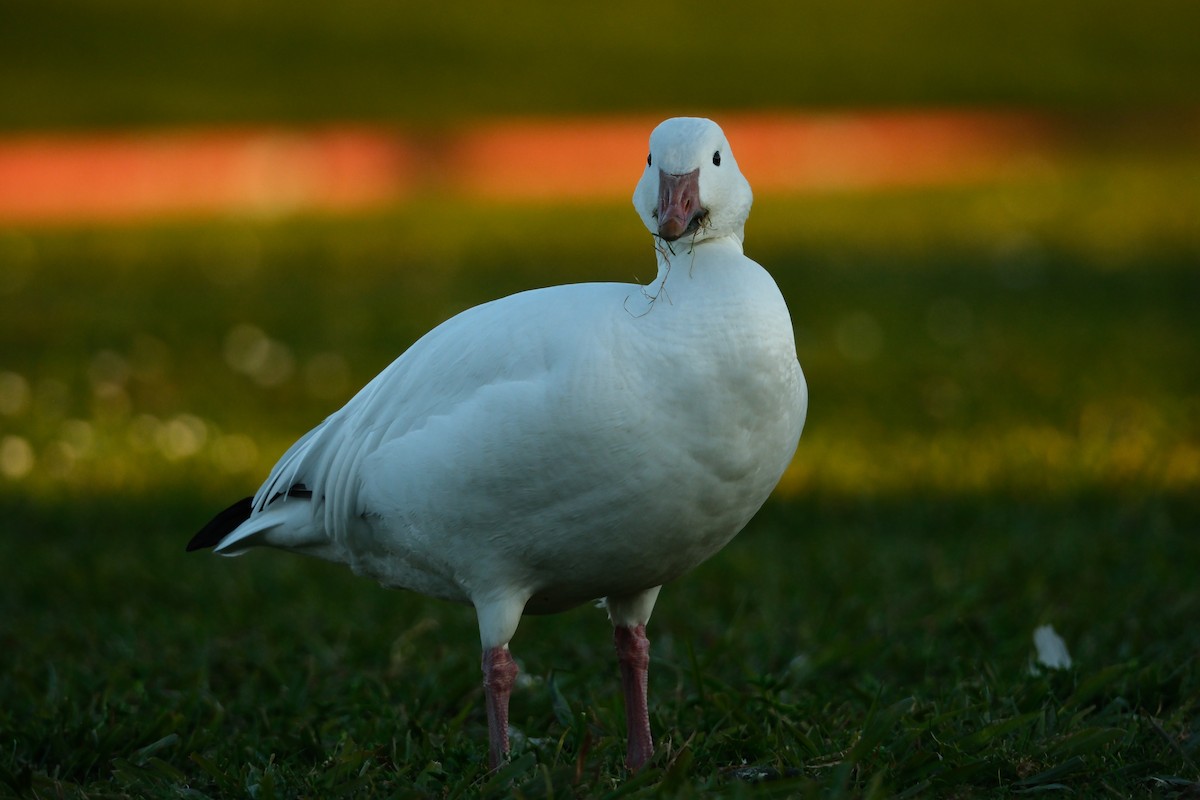 ハクガン - ML646880711