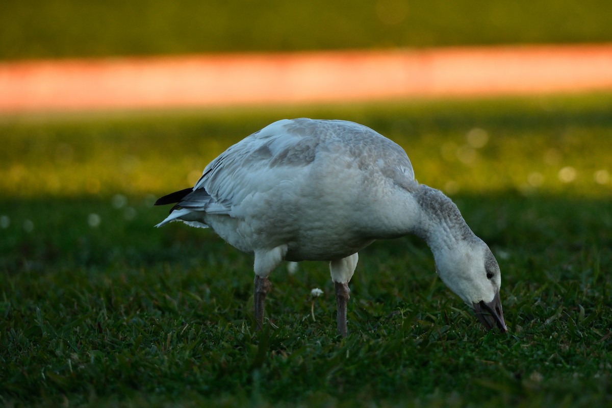 ハクガン - ML646880713