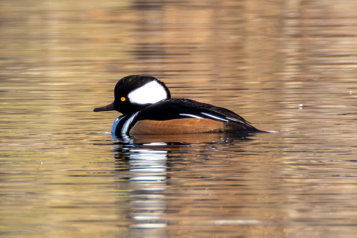 オウギアイサ - ML646880714