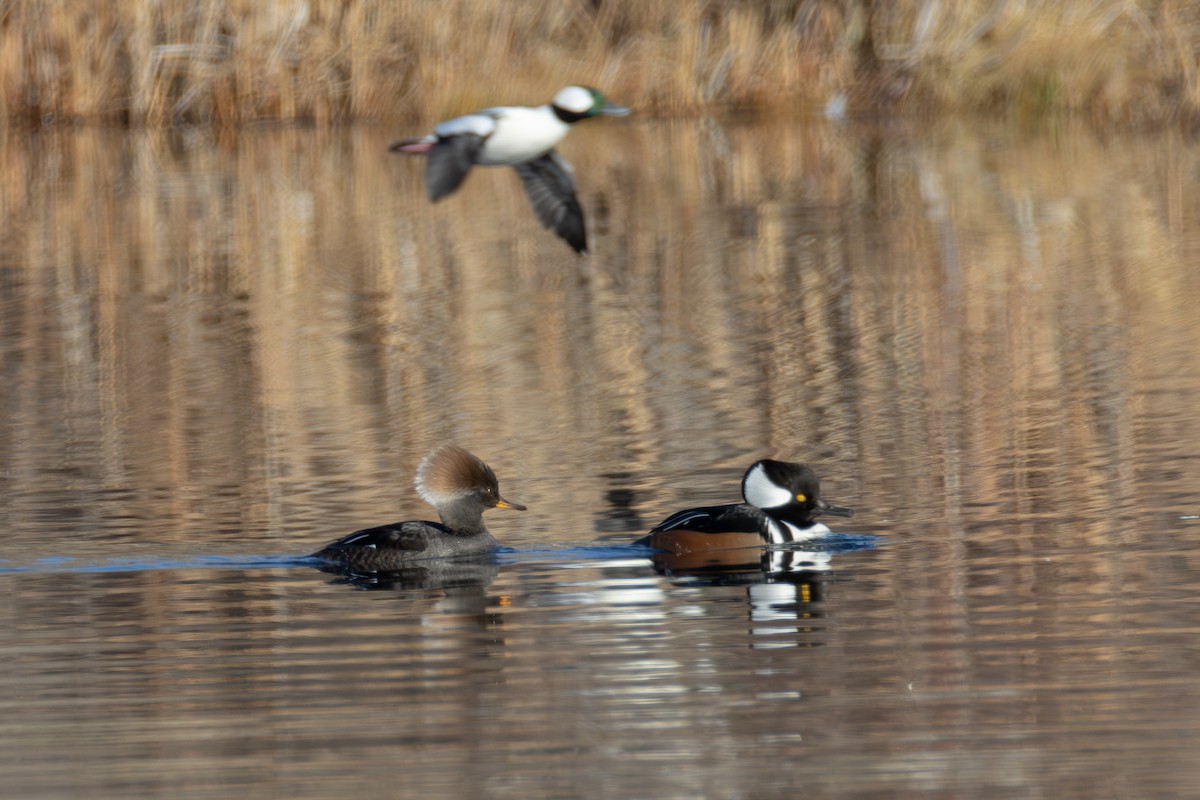 オウギアイサ - ML646880715