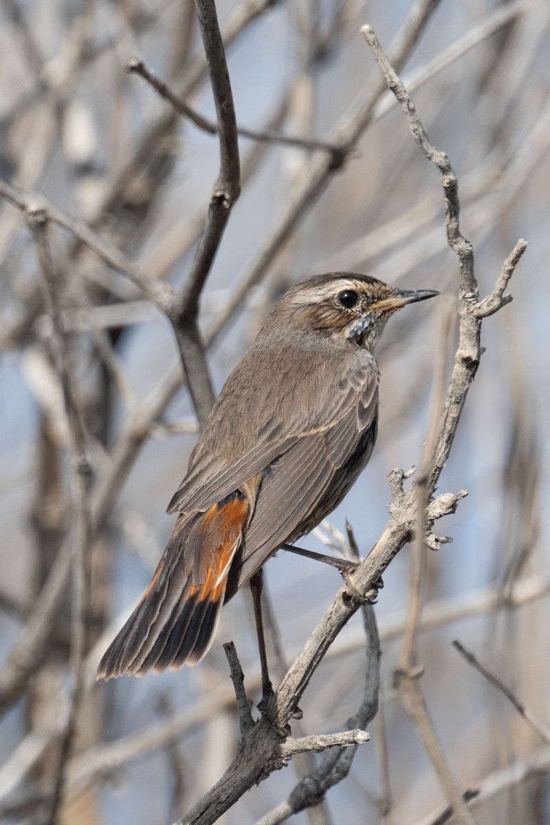 Bluethroat - ML646880716