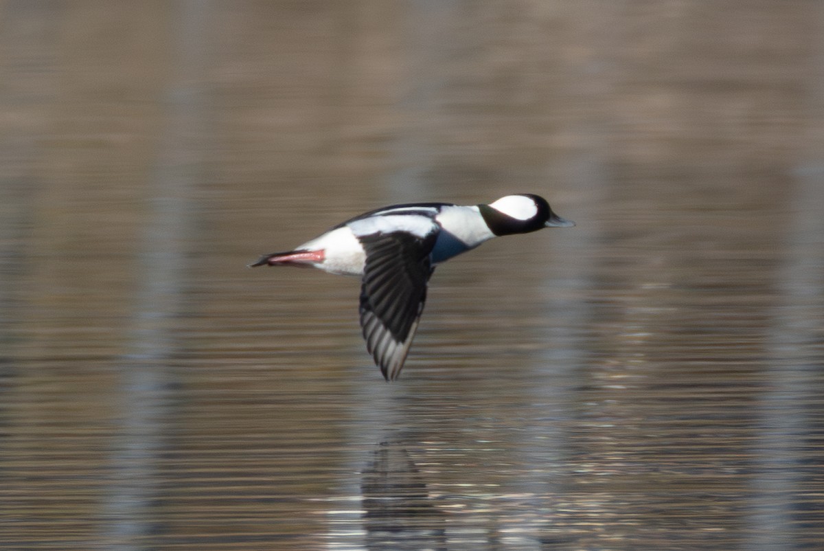 ヒメハジロ - ML646880720