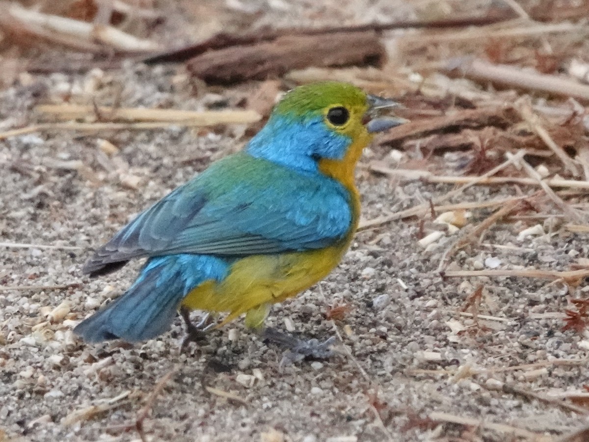 Orange-breasted Bunting - ML646880725