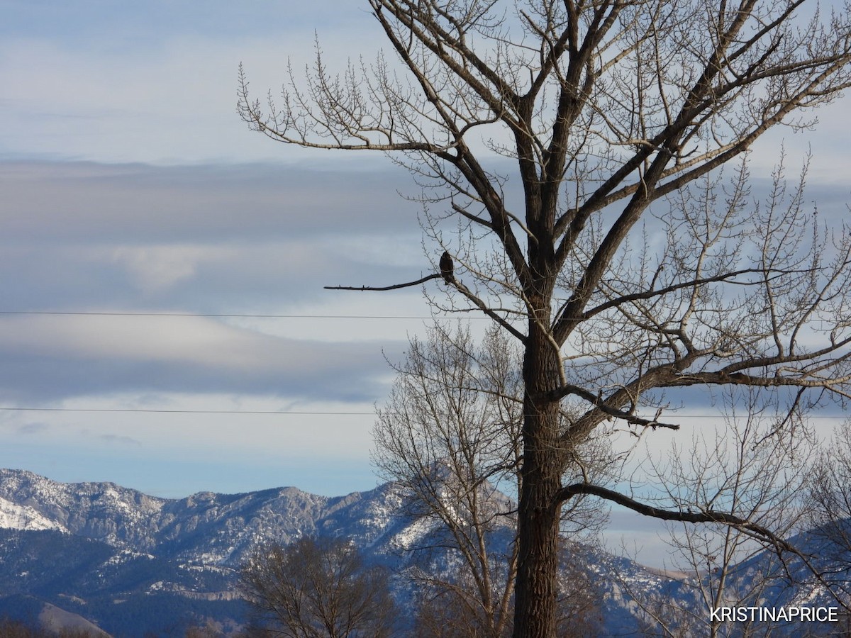 Bald Eagle - ML646880731