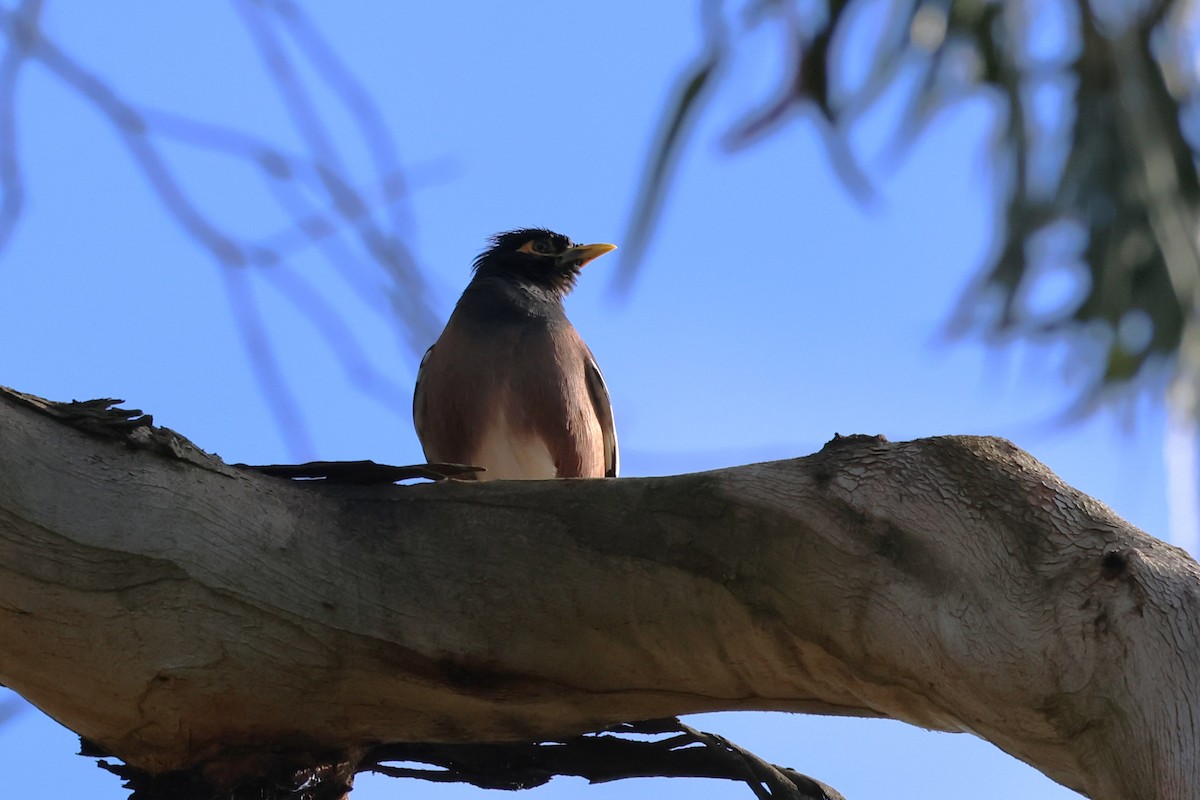 Майна - ML646880732