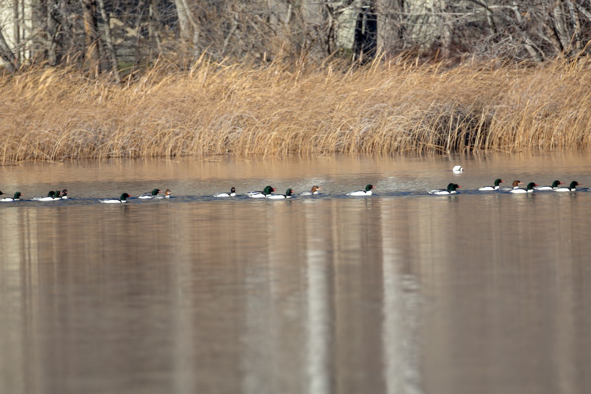 カワアイサ - ML646880734