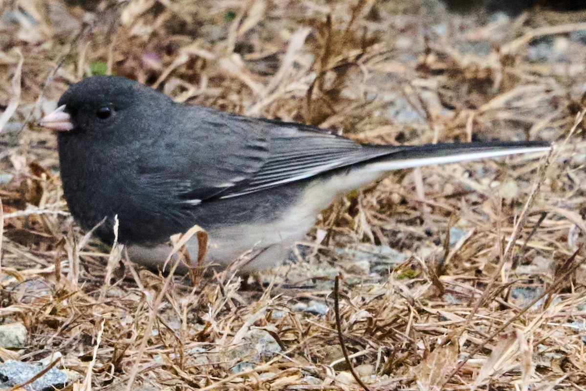 Dark-eyed Junco - ML646880737