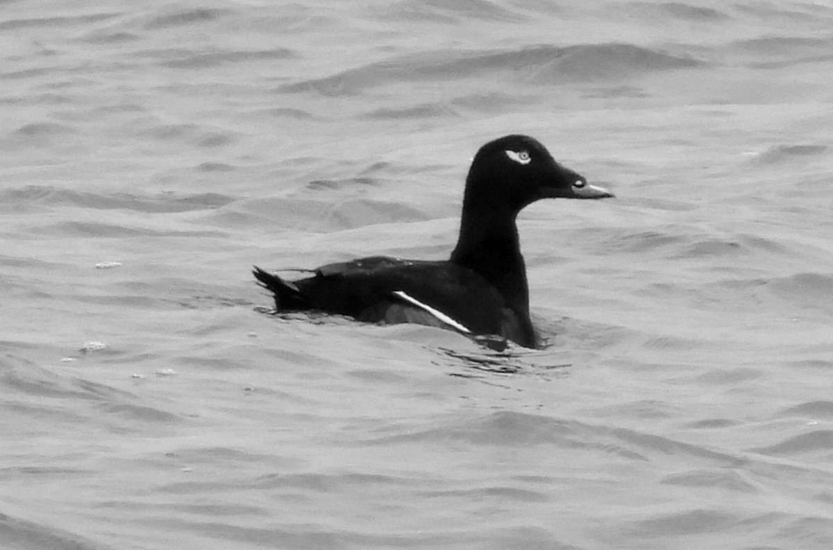 קטיפנית לבנת-כנף - ML646880738