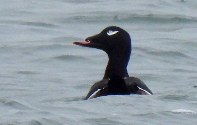 קטיפנית לבנת-כנף - ML646880739