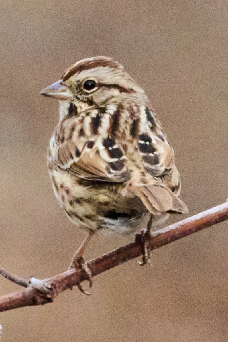 Song Sparrow - ML646880749
