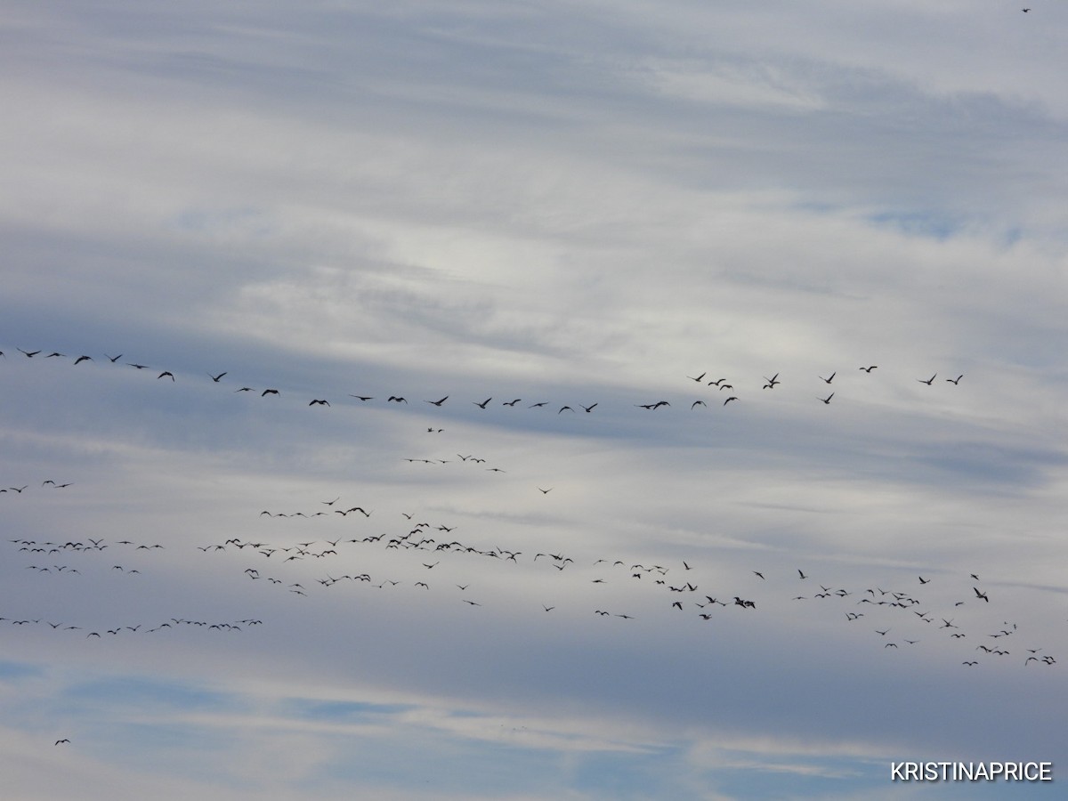 Canada Goose - ML646880752