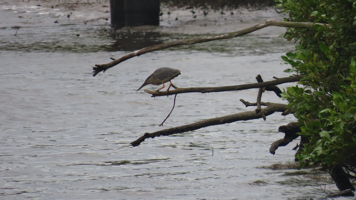 Nankeen Night Heron - ML646880755
