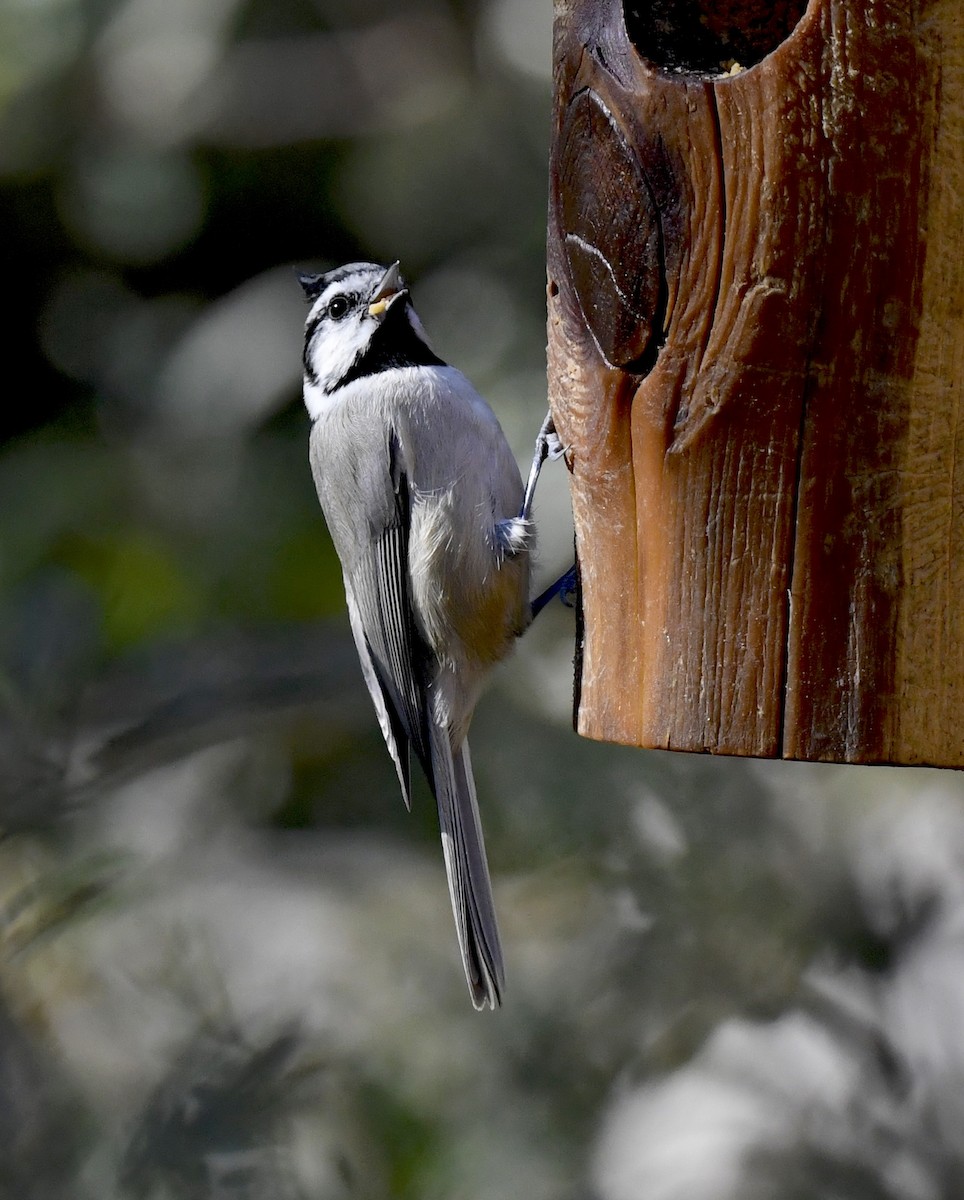 Bridled Titmouse - ML646880783
