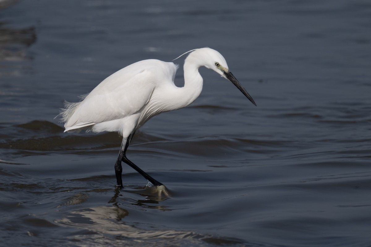 Seidenreiher - ML646880786