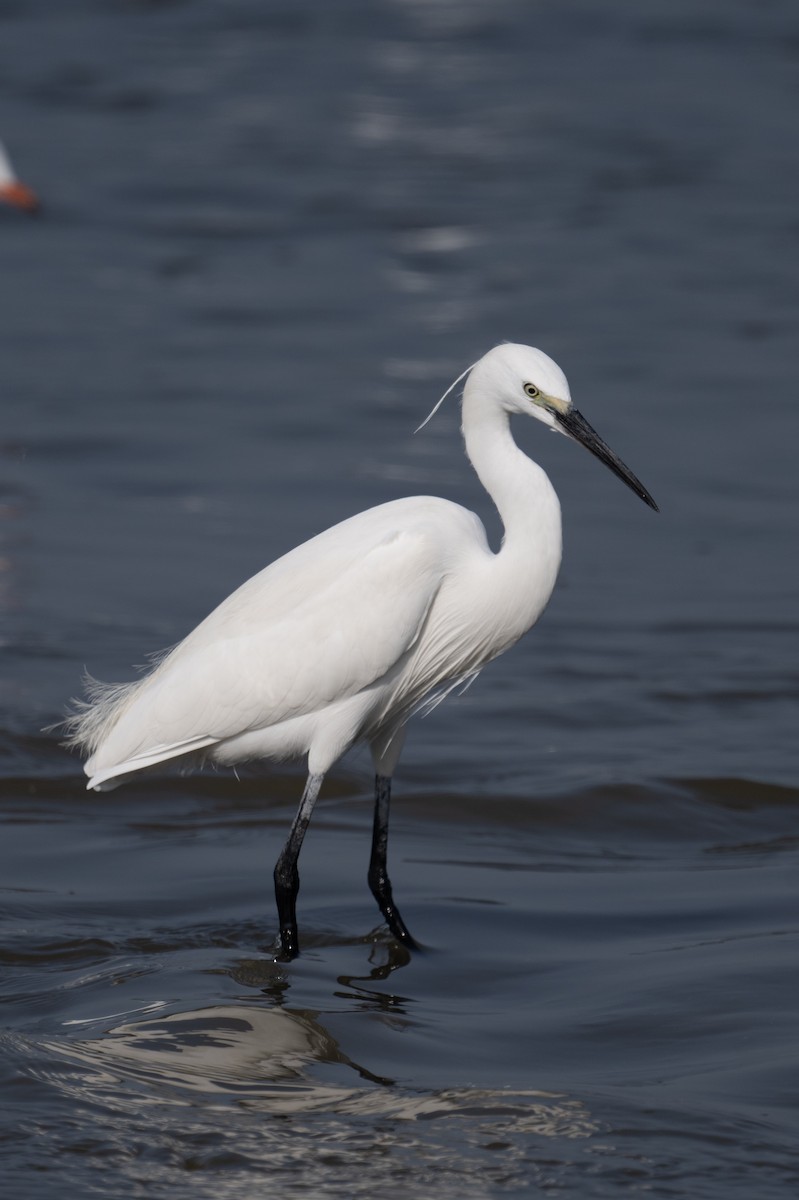 Seidenreiher - ML646880787