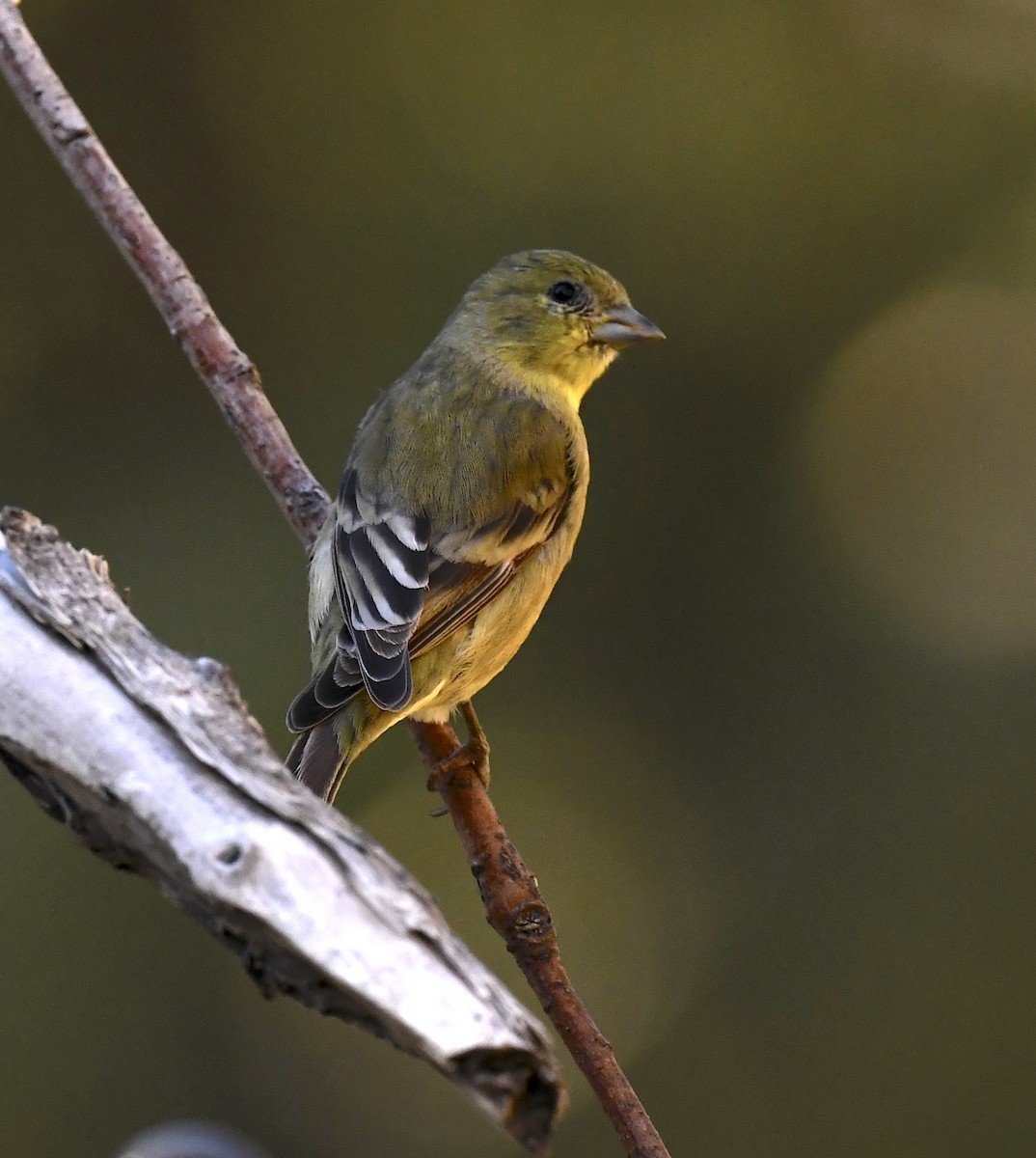 Lesser Goldfinch - ML646880789