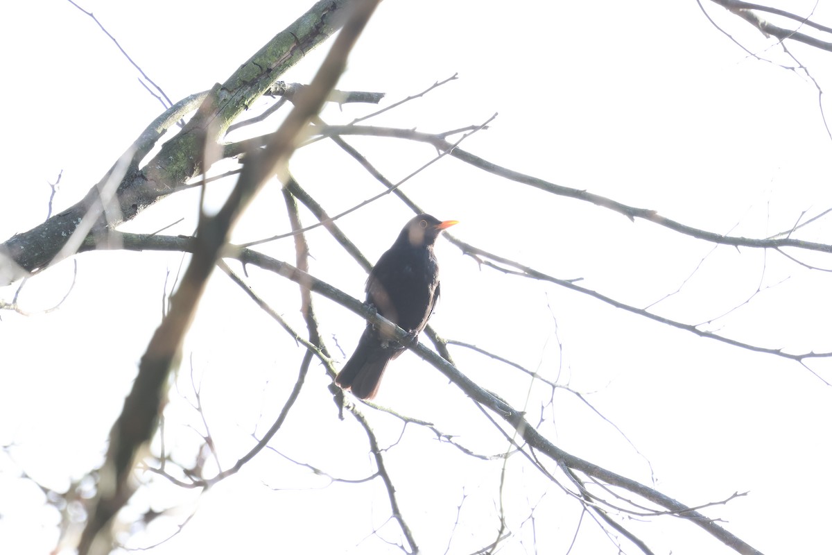 Чёрный дрозд - ML646880790