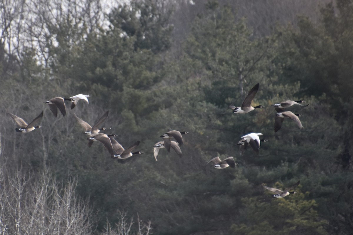 Ross's Goose - ML646880798