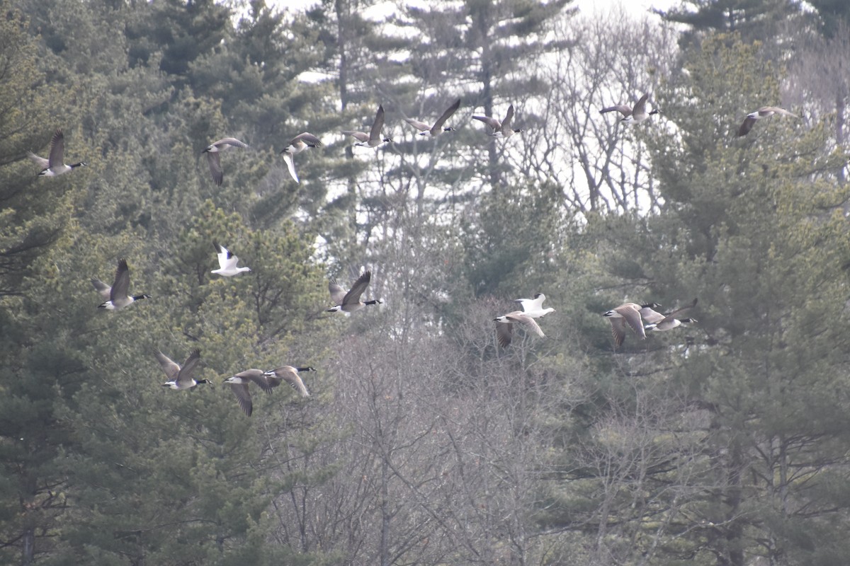 Ross's Goose - ML646880800