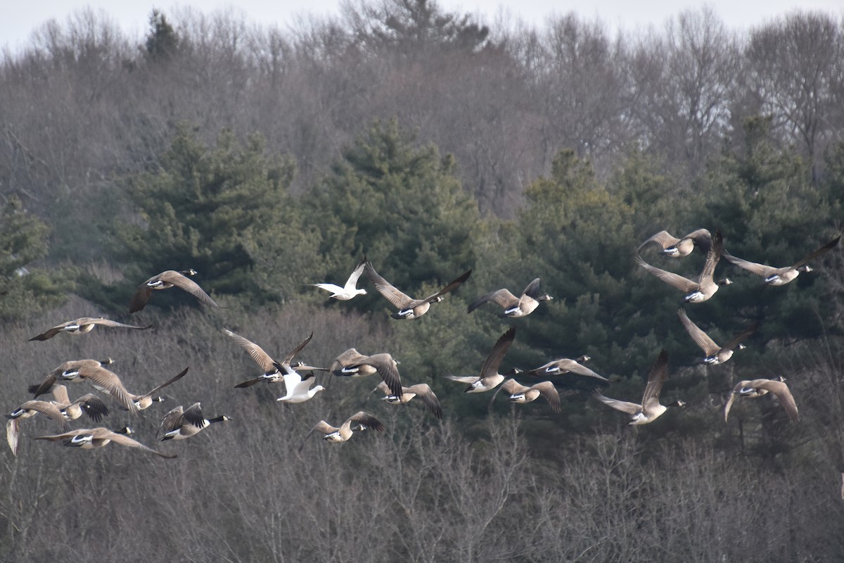 Ross's Goose - ML646880801