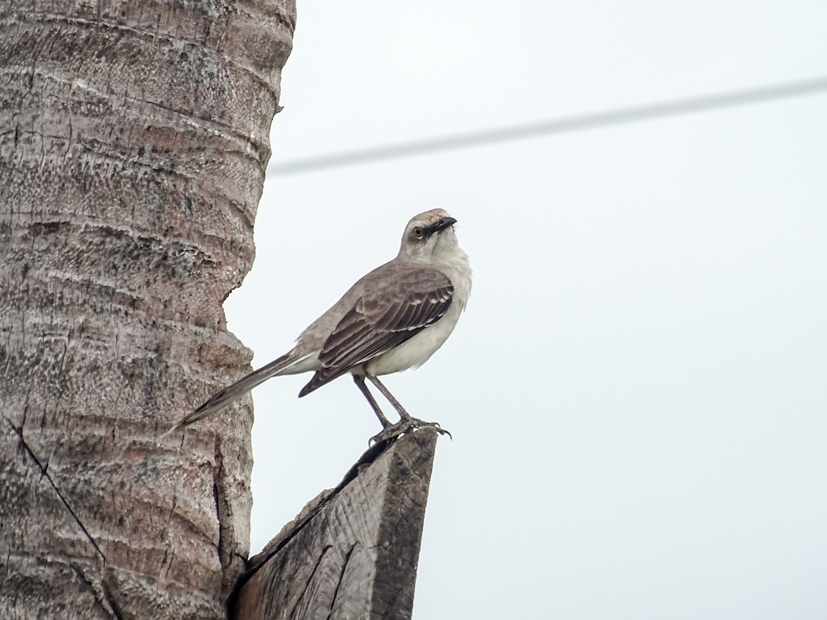 Tropical Mockingbird - ML646880804