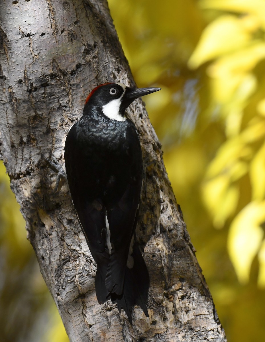 Acorn Woodpecker - ML646880805