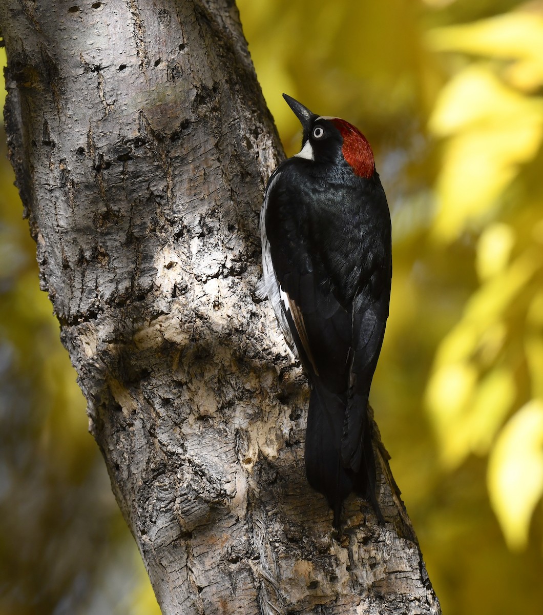 Acorn Woodpecker - ML646880806
