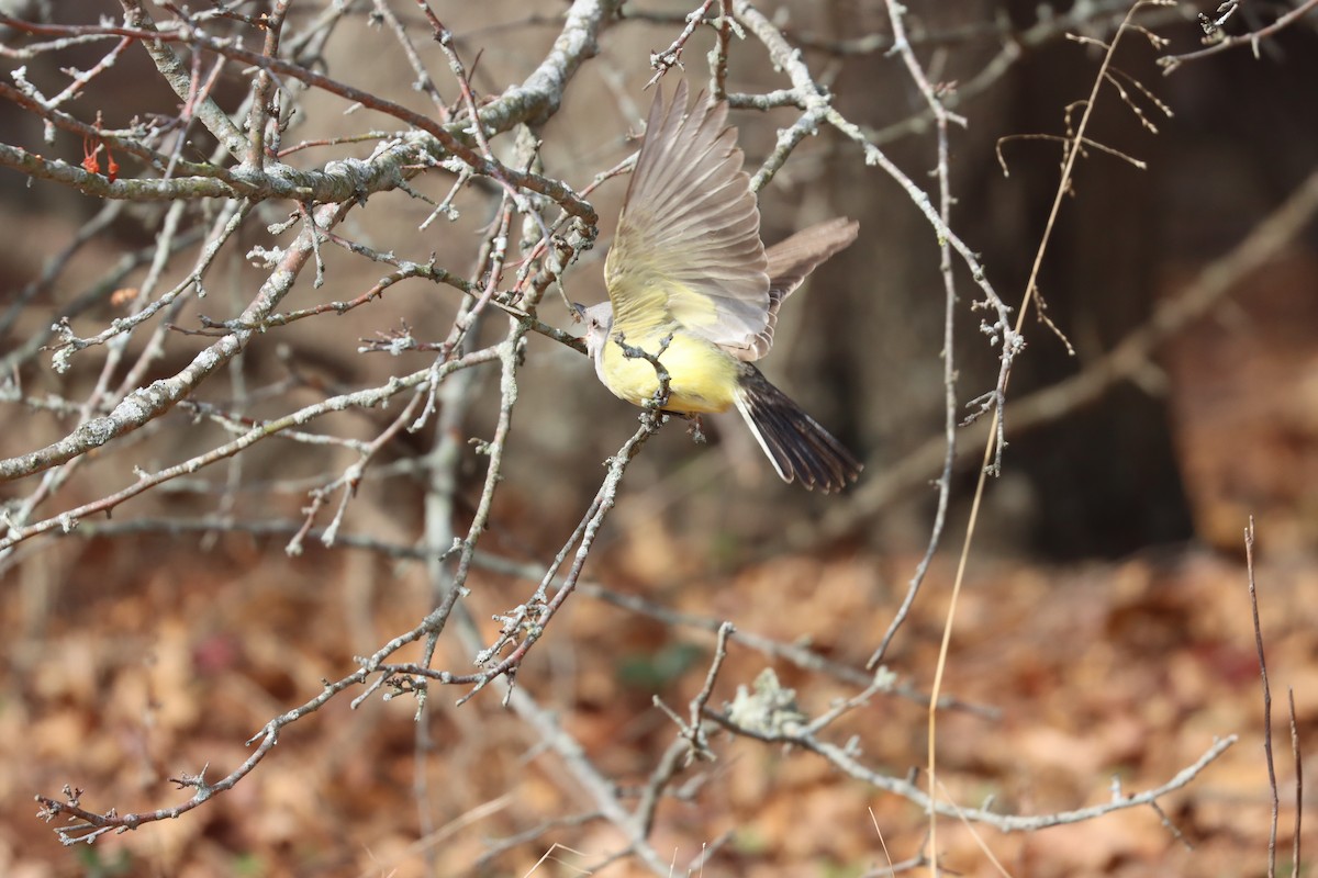 Western Kingbird - ML646880807