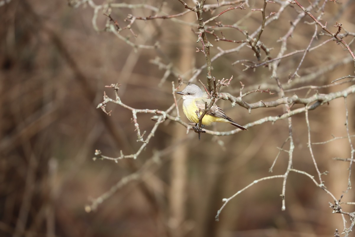 Western Kingbird - ML646880808