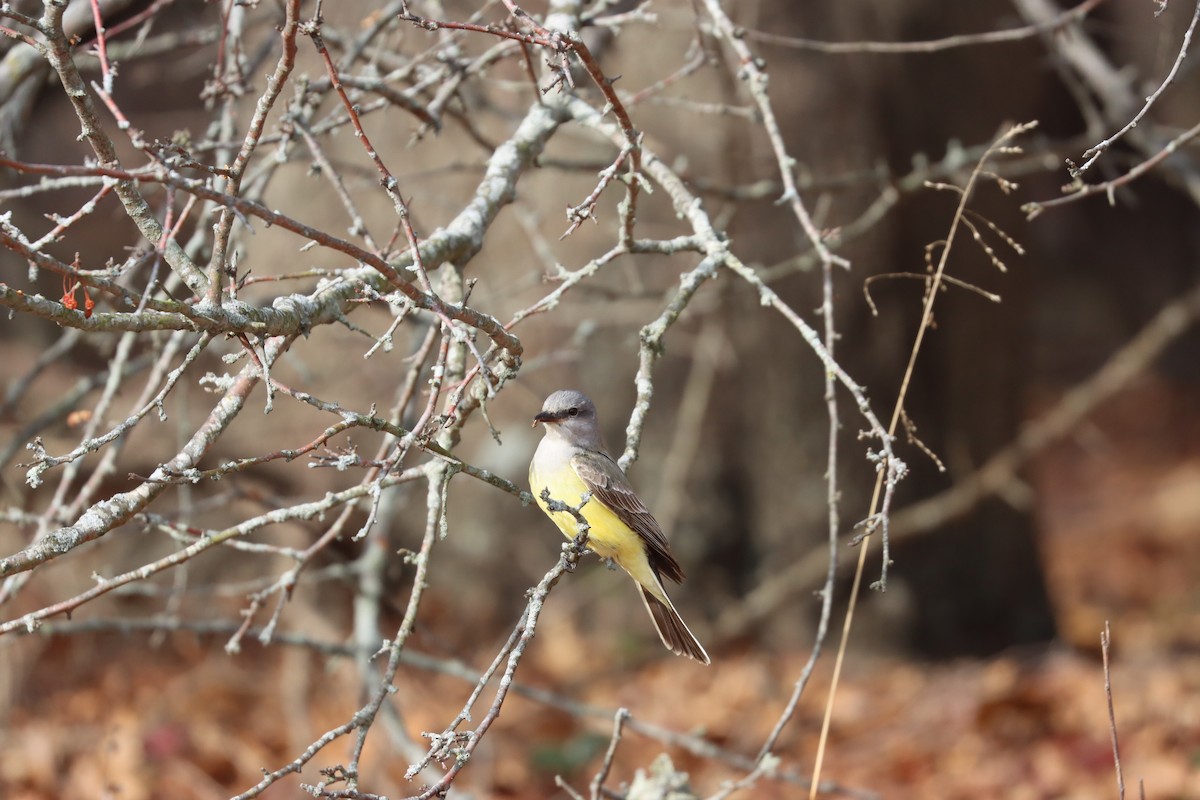 Western Kingbird - ML646880809