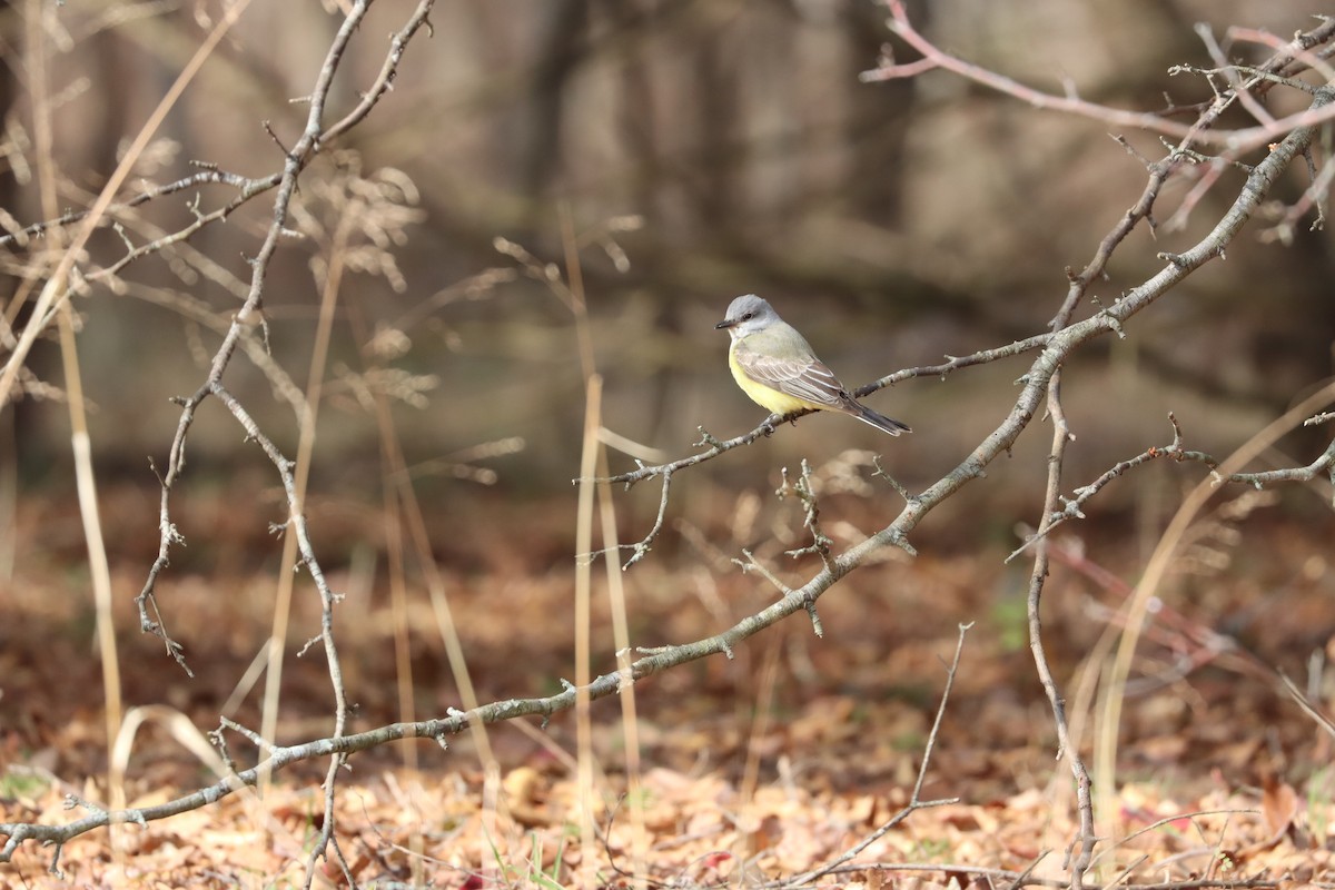 Western Kingbird - ML646880810