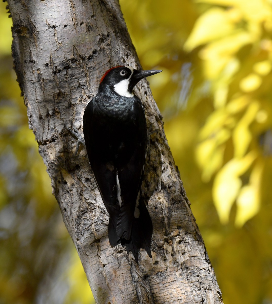 Acorn Woodpecker - ML646880811